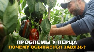 СПАСАЕМ УРОЖАЙ: ПОЧЕМУ ПЕРЦЫ ТЕРЯЮТ ЗАВЯЗЬ? Уход за перцами во время плодоношения.