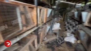 В Лежневском районе бездомные собаки разгромили крольчатник и оставили гору трупов