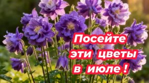 Посейте эти цветы в июле и любуйтесь красивым цветением в саду. Что посеять в июле