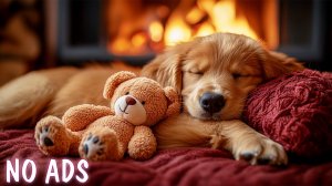 1 час успокаивающей музыки для собак 🐶💖 Снятие тревоги разлуки 🐶