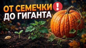 Не сажайте ТЫКВУ, пока не увидите это! Китайский метод «вертикального урожая»