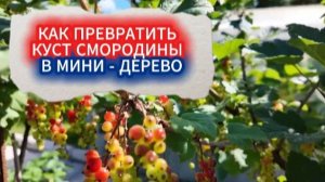 Компактная смородина на штамбе своими руками. Как обычный куст смородины превратить в ягодное дерево