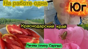 Купили дом. Одна на работе. К остеопату. Домашние помидоры. Жизнь на юге.