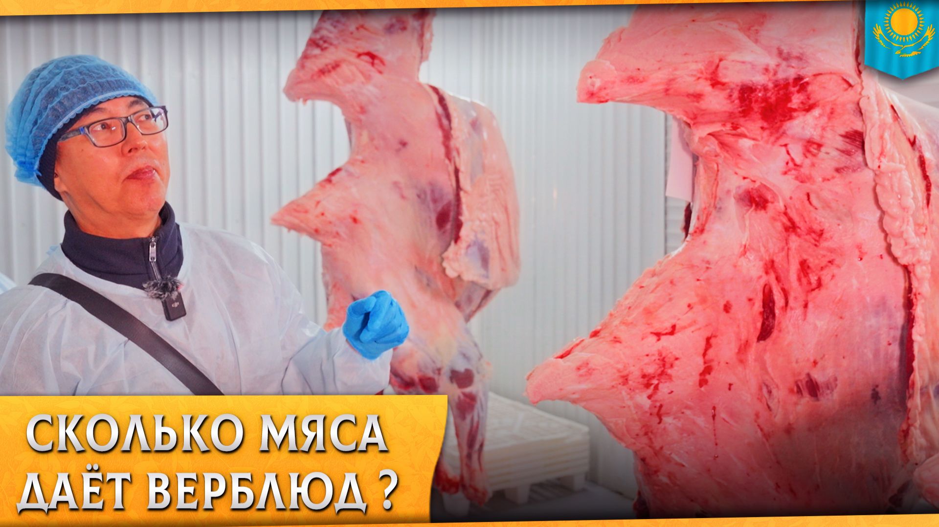 🐫615 - живой вес в 2,5 года. Какой выход мяса у казахского бактриана мясо-шёрстного направления? смотреть онлайн