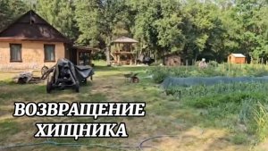 ЖАРА, СЛОМАННАЯ ПОИЛКА, ВОЗВРАЩЕНИЕ ХИЩНИКА И ПЕРВЫЕ ПОТЕРИ