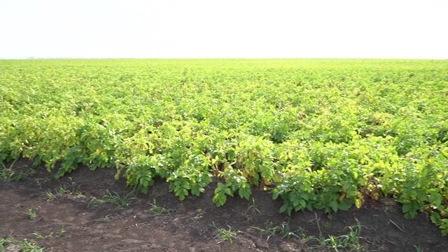 Ситуация на топливном рынке в ПФО. Новости экономики 30.06.26