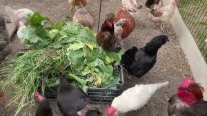 🐔 Как содержать кур на даче почти без ухода? Показываю урожай яиц и овощей! 🍅🥚