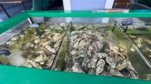 Лазаревское пляж Касабланка/ заселение в отель с бассейном