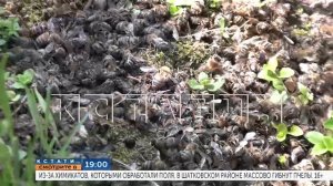 19.00 в «Кстати»:Из-за химикатов, которыми обработали поля, в Шатковском районе массово гибнут пчелы
