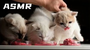 АСМР Как кот реагирует на голодный момент?
