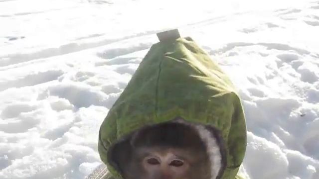 Обезьянка Ваня смотреть онлайн