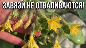 Огурцы оживают на глазах! Мало кто знает этот старинный рецепт!