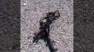 БМВ ЖИВЕТ