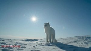 ARCTIC OCEAN DRIVE