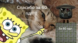Спасиба за 60 пдп!!!!?