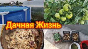 Дача. Мой Урожай. Обзор посадок. Светофор покупки