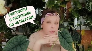 Разговоры о растениях от 9.07.2026