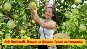 Anh Bushcraft. Будни на ферме. Гуава на продажу.