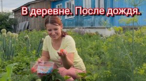 Конец июня. Приехали в деревню за сыном. Подросла ли картошка.