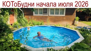 То Солнце в зените, то дождь и гроза или наши КОТоБУДНИ в начале июля 2026 г.