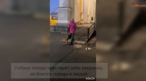 Собака боится улицы и разных звуков