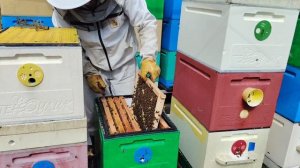 Лучший племенной материал Карника Кадора L432