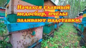 НАЧАЛСЯ ГЛАВНЫЙ МЕДОСБОР, СИЛЬНЫЕ ПЧЕЛОСЕМЬИ ЗАЛИВАЮТСЯ НЕКТАРОМ И ПРОСЯТ НАДСТАВКИ.