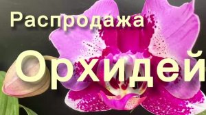 СРОЧНО. РАСПРОДАЖА ОРХИДЕЙ