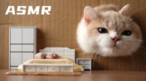 АСМР Как кошка ест замороженного мыши