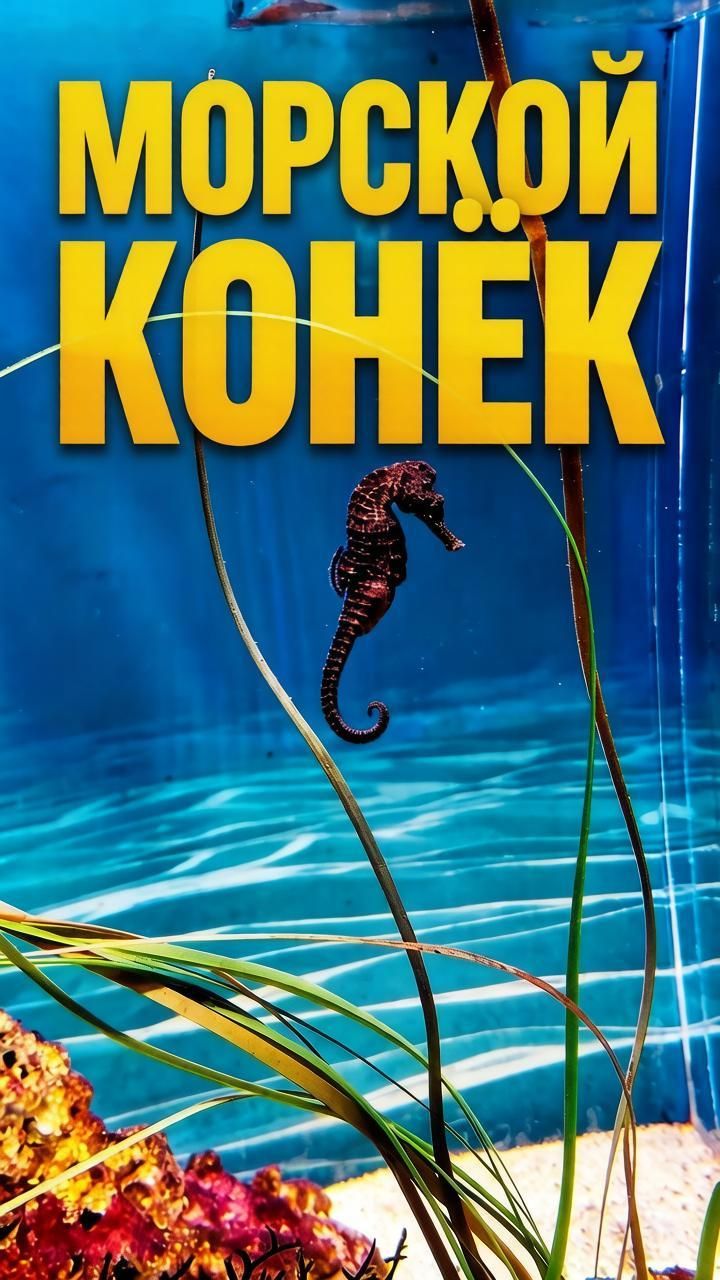 Животные