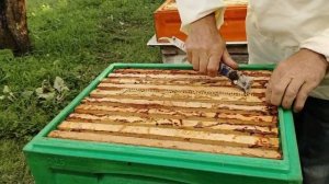 9 июля МАТКИ СЕГОЛЕТКИ спасение