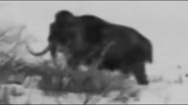 Видео мамонта