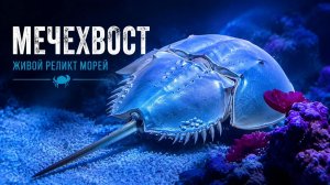 Мечехвост