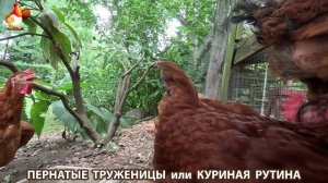 Куриная рутина – что делают куры на выгуле 😂 эпизод (181)