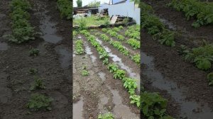 Огород 6 соток , жизнь налаживается. Это было две недели назад.