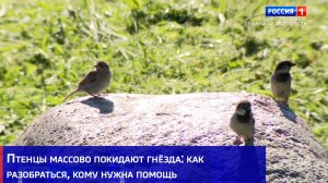 Птенцы массово покидают гнёзда: как разобраться, кому нужна помощь
