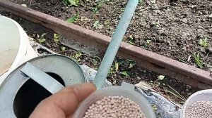 подкормка винограда   в июле.