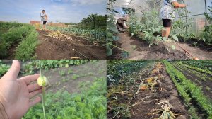 8 - 07 Пора убирать чеснок,как определить? Отвечаю на комментарий