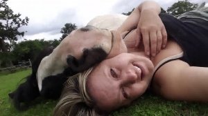 Horce love her owner / Конь решил полежать на хозяйке