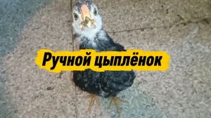 Ручной цыплёнок, почти 2 месяца