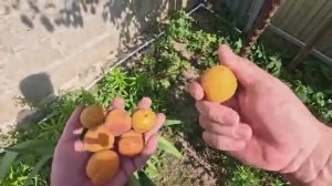 Жизнь вне орхидей. разгребаю ＂КОНЮШНИ＂ и первые ПОЛЕЗНЫЕ находки в ЗАКРОМАХ Родины