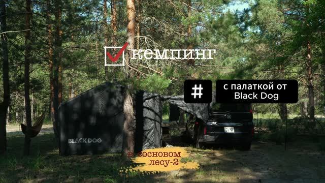 кемпинг в сосновом лесу-2