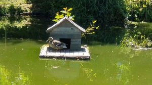 Ужик в пруду, скользит по поверхности. Утки устроили гнездо...🦆.Отпуск продолжается!