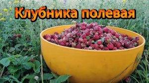 На РЫБАЛКУ не поехал. Ягоды  набрал.