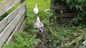 Лапа поймала птичку 🐦⬛ рыжий кот Фокс 🐱 поймал мышку 🐁 гуси 🪿 у воды, утки высиживают утят 🪺