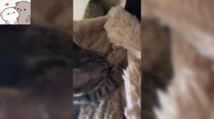 Котик против пледа