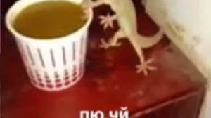 99 ночей в лесу