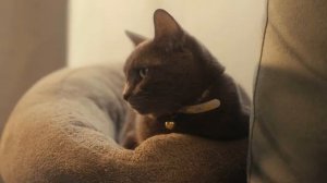 5 признаков, что твой кот БОИТСЯ тебя потерять!