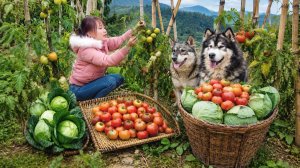 Наш самый большой урожай за всю историю! Продали помидоры и капусту и купили новую одежду!