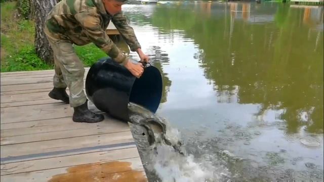 Запуск форели  9.07